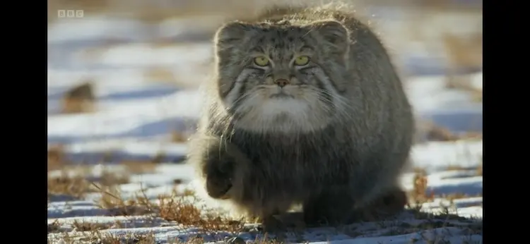 Pallas's cat (Otocolobus manul manul) as shown in Frozen Planet II - Frozen Worlds